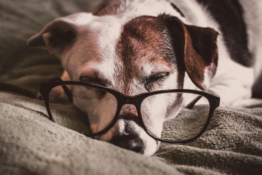 J'ai un vieu chien, comment l'accompagner au mieux ?